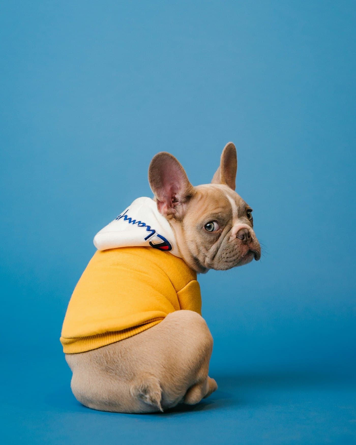 A happy dog enjoying attentive care